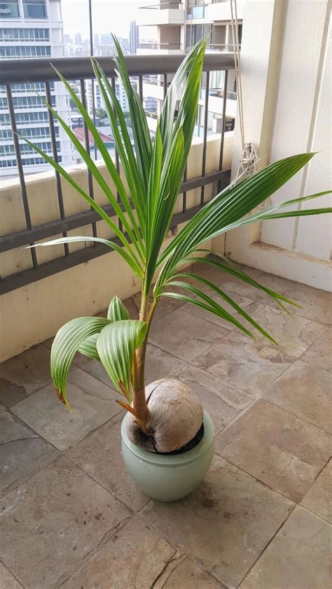 椰子 盆栽 避邪方式